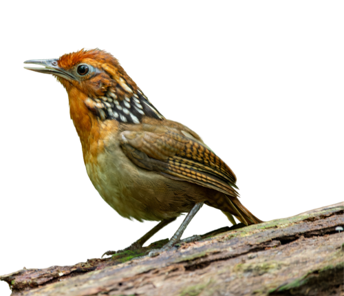 Bottom Image